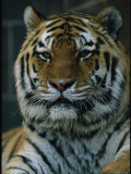 Portrait of Khuntami, a Male Siberian Tiger