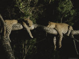 Buy Pair of Leopards Rest on a Tree Limb at AllPosters.com