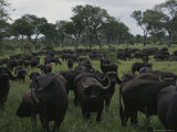 Buy Herd of Cape Buffalo on Grazing Lands at AllPosters.com