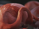 Buy Preening Flamingo at AllPosters.com
