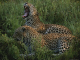 Buy Pair of Leopards Rest and Yawn in Green Grass at AllPosters.com