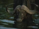 Buy Close View of a Cape Buffalo Wading in Water at AllPosters.com
