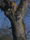 Buy Leopard Rests in the Fork of a Tree Trunk at AllPosters.com