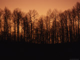 Buy Hardwood Trees Make a Silhouette at Sunset at AllPosters.com