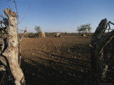Buy Shelters Made Out of Cow Dung and Sticks by the Himba Tribespeople at AllPosters.com