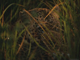 Buy Leopard Hides in Tall Grasses at AllPosters.com