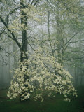Dogwood Blossoms in a Foggy Forest Photographic Print