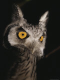 Buy Close View of an Owl's Face at AllPosters.com