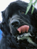 Buy Portrait of a Newfoundland Dog Licking Its Lips at AllPosters.com