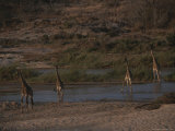 Buy Group of Reticulated Giraffes Gather at a Watering Hole at AllPosters.com