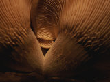 Buy Close View of the Undersides and Gills of a Pair of Mushrooms at AllPosters.com