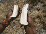 Buy San Bushman Holds a Large Tuber He Has Split Open at AllPosters.com