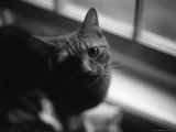Black and White Photograph of Orange Tabby Cat Looking at Photographer