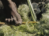 Buy Close View of a San Bushman Making Rope From Plant Fiber at AllPosters.com