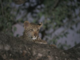 Buy Young Leopard Rests in a Tree at AllPosters.com