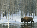 Buy Bison Stands in a Cold Stream at AllPosters.com