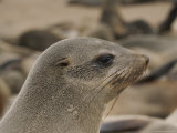 Buy Close View of the Profile of a Fur Seal at AllPosters.com