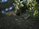 Buy Young Leopard Rests in a Tree at AllPosters.com