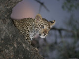Buy Young Leopard Rests in a Tree at AllPosters.com