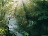 Buy Sunlight Streams Through Trees Above a Creek at AllPosters.com