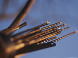 Buy Close View of Metal Tipped Hunting Arrows at AllPosters.com