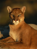 Buy Portrait of a Mountain Lion at AllPosters.com