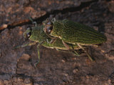 Buy Close View of a Pair of Green-Hued Beetles Mating at AllPosters.com