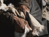 Buy San Bushman Softens Leather, Part of the Process of Tanning a Hide at AllPosters.com
