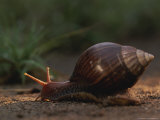 Buy Close View of a Snail Crawling at AllPosters.com