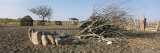 Buy Clump of Rocks and Cut Trees Lie on the Ground in a Himba Community at AllPosters.com