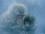 Adult and Juvenile Japanese Macaque Sitting in a Hot Spring