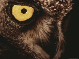 Buy Close View of an Owl's Face at AllPosters.com