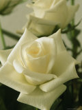 Buy Close View of a Perfect White Rose at AllPosters.com