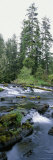 Klawock River and Surrounding Forest in Tongass National Forest