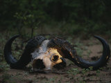 Buy The Skull of a Cape Buffalo at AllPosters.com