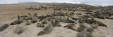 Buy Colony of Fur Seals Lie on the Beach at AllPosters.com