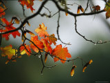 Vine Maple Leaves To Displaying Bright Autumn Colors