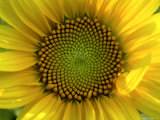 Close-up of a Sunflower at the Sunflower Blossom Center in Asheville