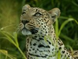 Buy Alert Leopard Looking About As It Lies in Tall Grass at AllPosters.com