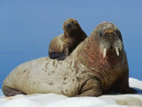 Buy Three-Month Old Walrus Calf Finds Refuge on Her Mother's Back at AllPosters.com