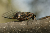 Close View of a Cicada on a Tree Branch