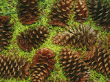 Giant Longleaf Pine Cones Photographic Print