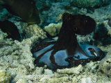 Octopus Cyanea Octopus Tent-Hunting