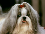 Shih Tzu Poses at a Dog Show in Bermuda