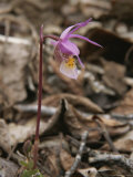 Buy Close View of a Fairy Orchid, Sometimes Called a Calypso Orchid at AllPosters.com