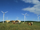 Cattle in a Field with Rows of Windmills