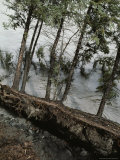 Buy Riverbank Erosion, Tazlina River at AllPosters.com