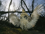 Ruffed Grouse Spreading His Wings in a Display