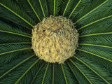 Close View of a Palm with Tightly Furled Fronds