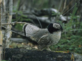 Ruffed Grouse Walking Along a Fallen Tree Trunk